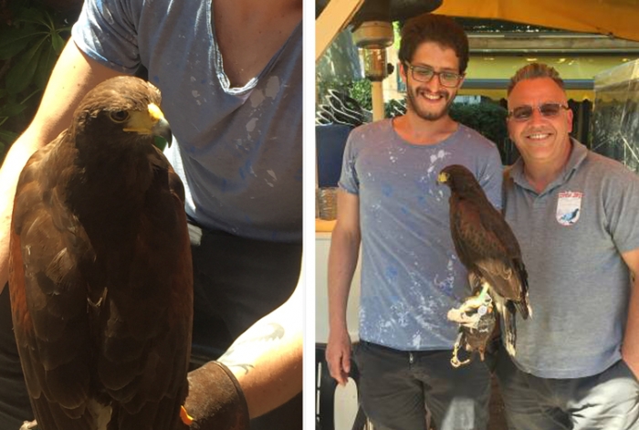 Il falco Alfonso libera Napoli dai piccioni. Da Ciro a Mergellina come al Cardarelli